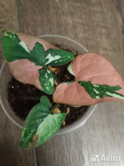 Комнатные растения