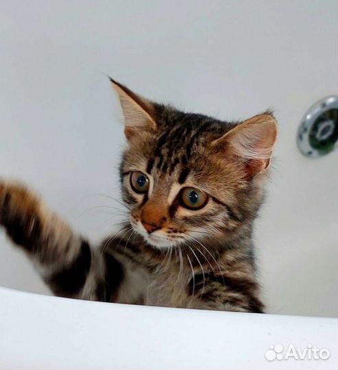 Котёнок в дар бесплатно