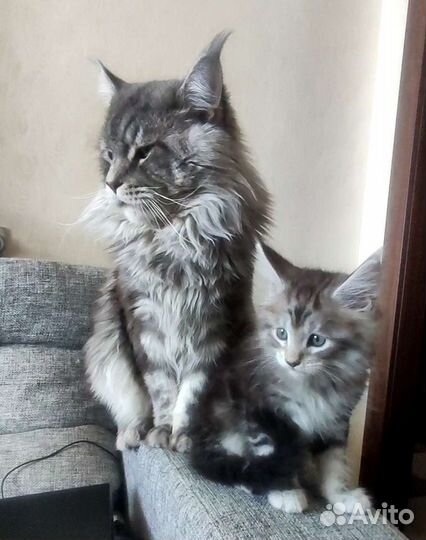 Мейн-кун вязка