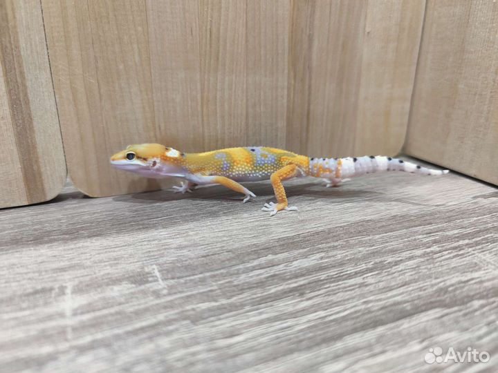 Малыш эублефар