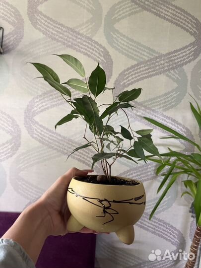 Фикус бенджамина