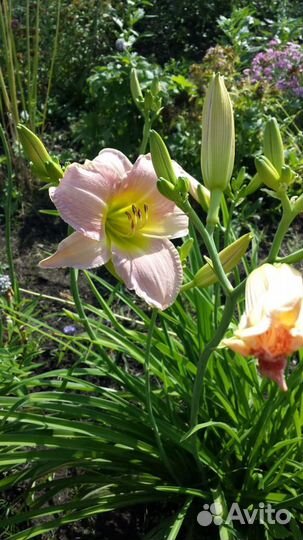 Лилейники сортовые