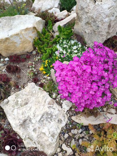 Гвоздика альпийская