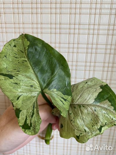 Сингониум серый призрак