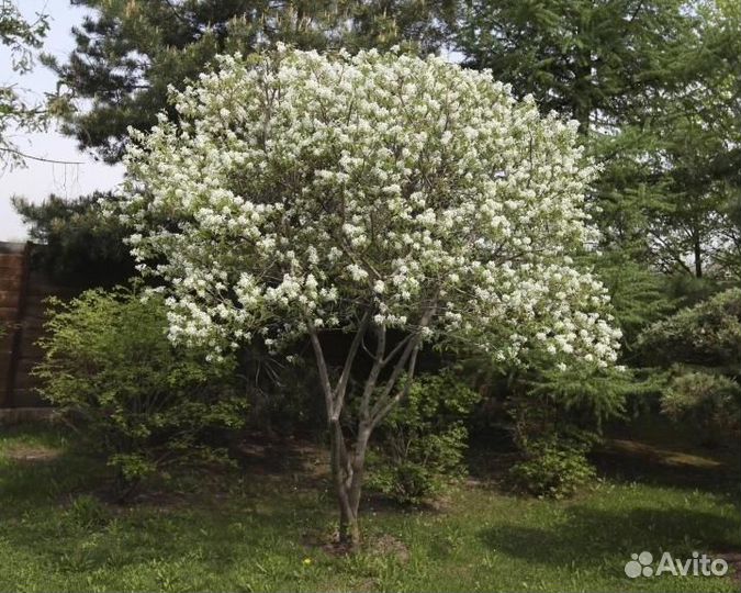 Ирга канадская Нортлайн