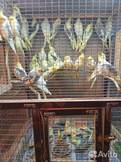 Попугай карелла