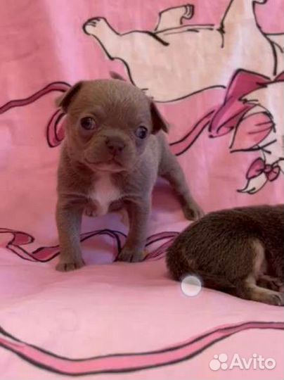 Шикарные кукольные девочки чихуахуа