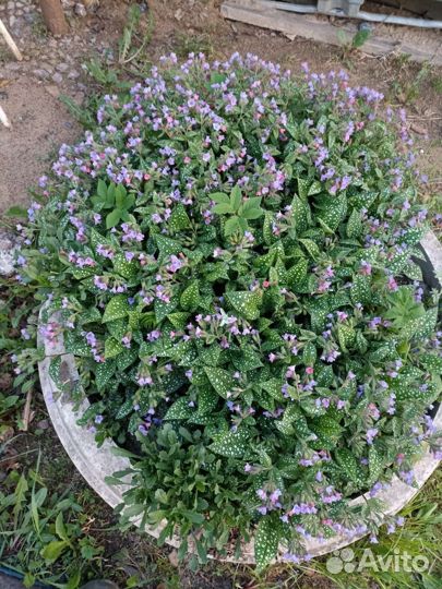 Цветы для сада