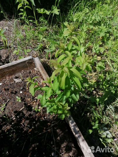 Саженцы спиреи