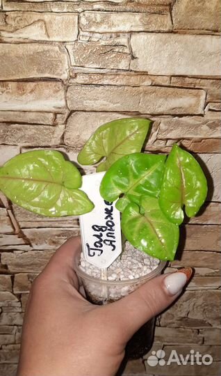 Сингониумы сортовые