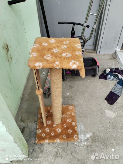 Когтеточка