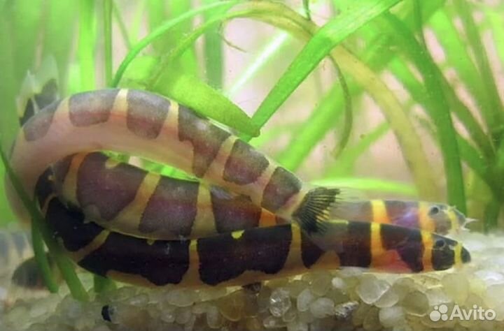 Стеклянные сомы