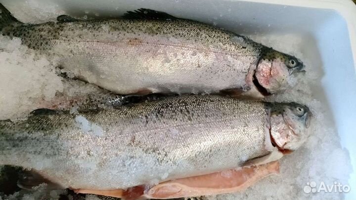 Форель свежая, Карелия