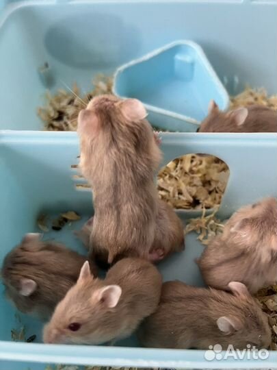 Джунгарские хомячки