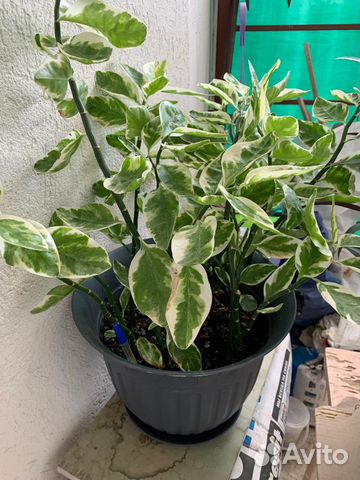 Комнатные растения