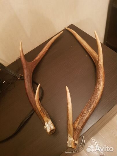 Рога касули