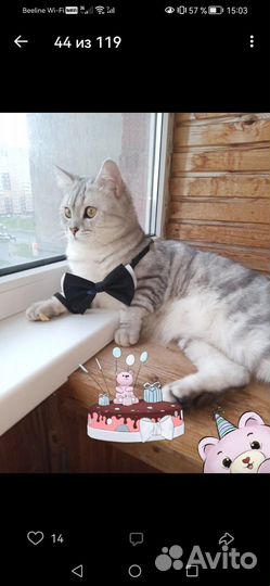 Шатланская вислоухая кот