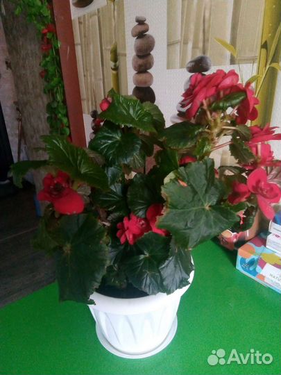 Бегония элатиор