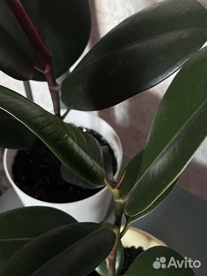 Фикус каучуконосный