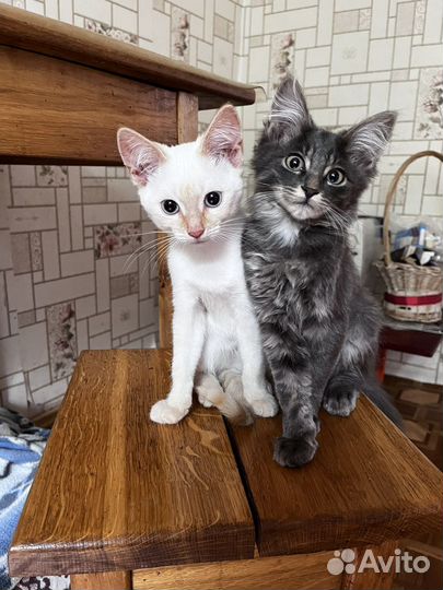 Тайские Котята Ред поинт