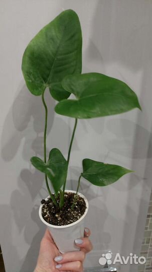 Антуриум, калатея