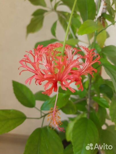 Гибискус сирийский