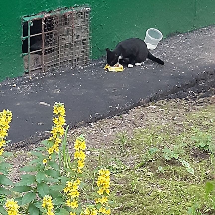 Беременная кошечка