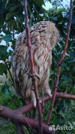 Чучело совы