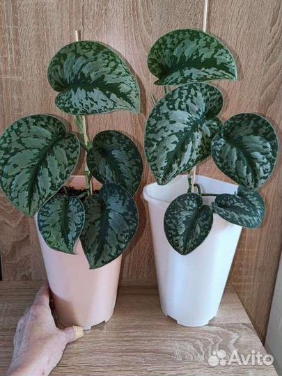 Растения для подарка, доставка, упаковка