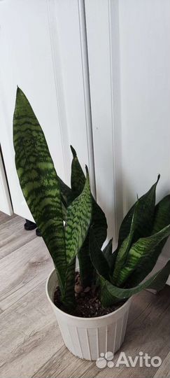 Растения мик