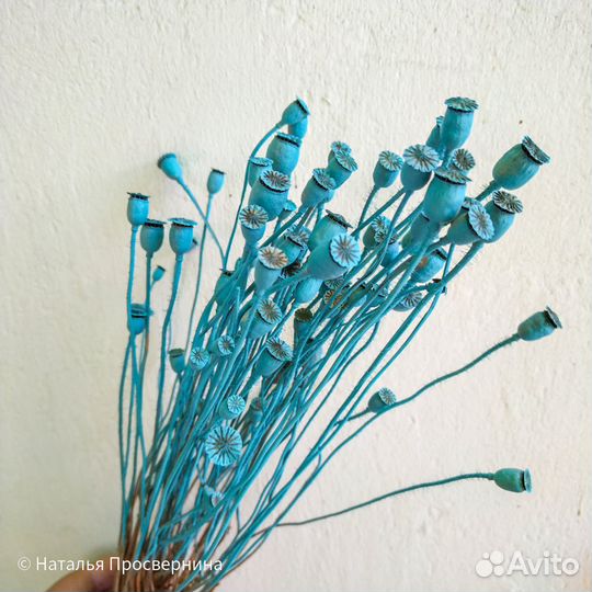 Коробочки мака окрашенные сухоцветы для букета