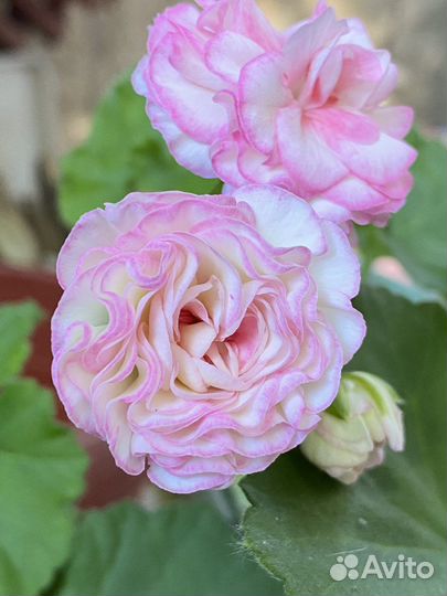 Пеларгония герань Kvarnlyckas Anna-Jeanette