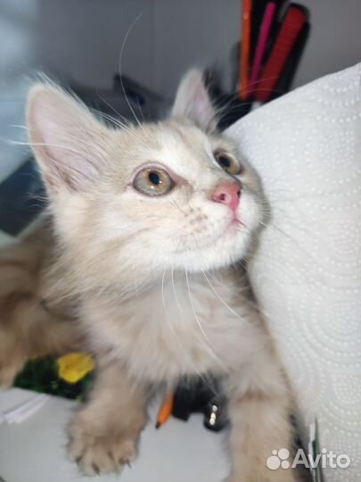 Чудо котик-тигр персикового цвета