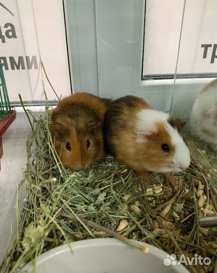 Грызуны декоративные