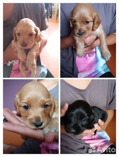 Собаки кокер спаниель