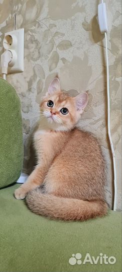 Золотые детки