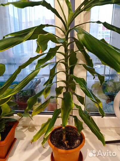 Продам цветы комнатные