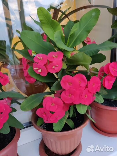 Комнатные растения