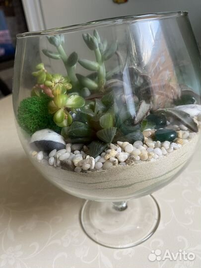 Флорариум суккуленты