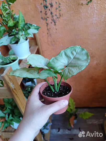 Комнатные растения