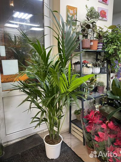 Пальма ховея 150/170см