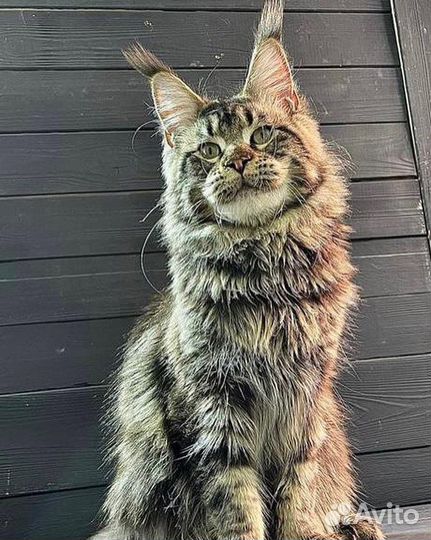 Кошки мейн-кун