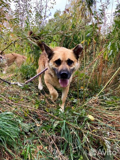 Спасите Заю из приюта