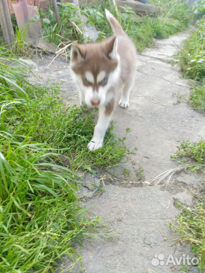 Щенки сибирской хаски