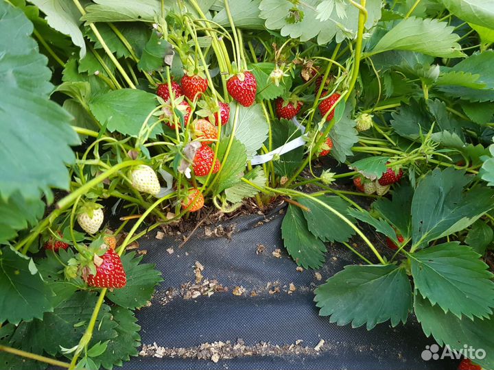 Рассада клубники