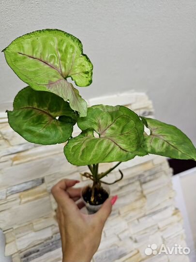 Сингониумы, ароидные