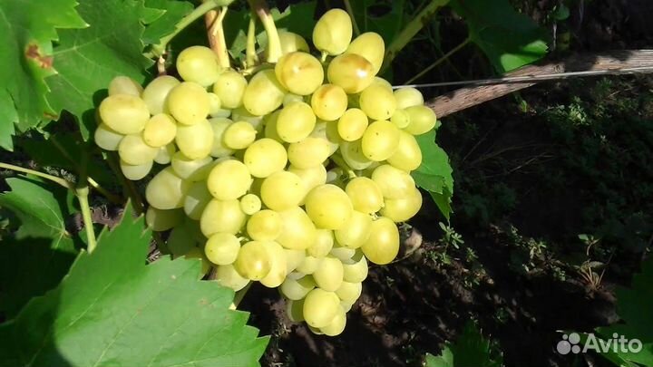 Саженцы винограда Аркадия