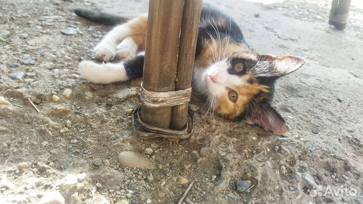 Котёнок 3 месяца