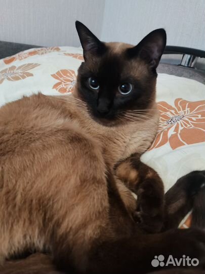 Лоток для кошек