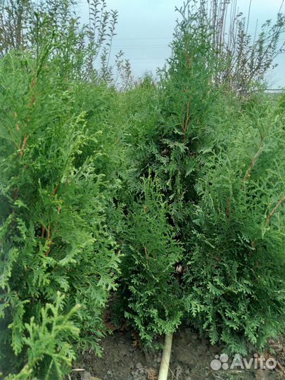 Туя брабанд